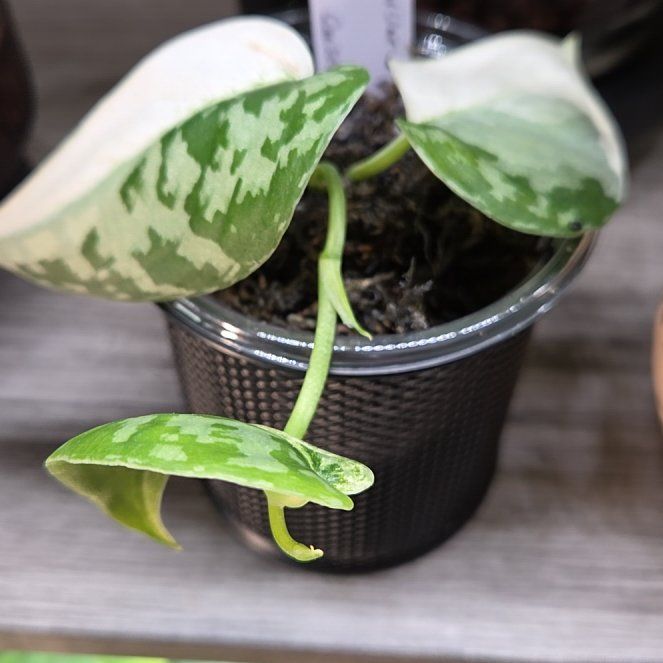 Photo of the plant species Variegated Scindapsus Mayari by @Paradox named Sabira on Greg, the plant care app