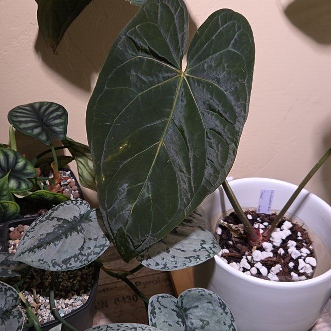 Photo of the plant species Anthurium Ace of Spades x Dark Phoenix by @Paradox named Talaya - AOS DF x RLFS on Greg, the plant care app