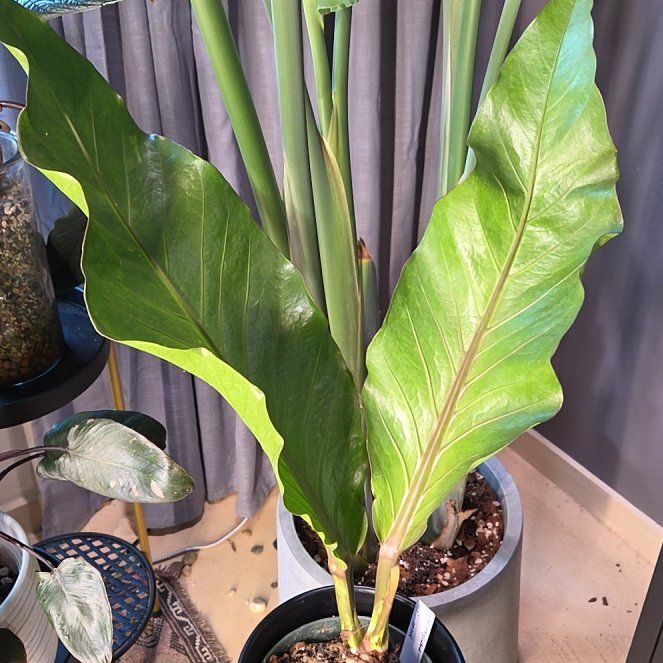 Photo of the plant species Anthurium 'Big Red Bird' by @Paradox named Inez on Greg, the plant care app