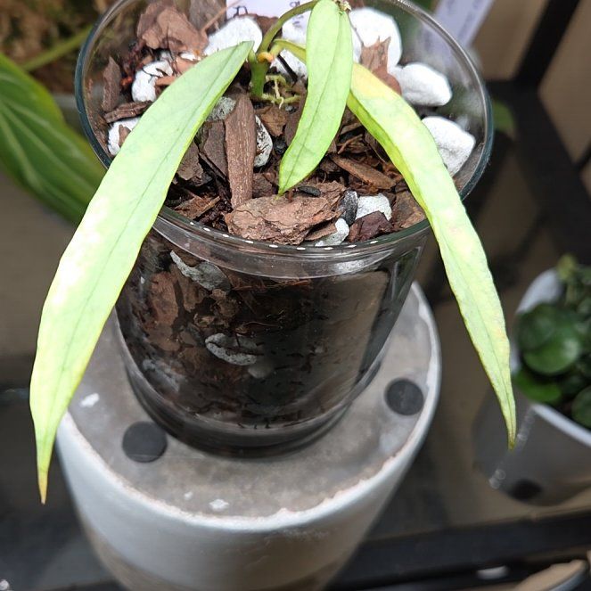 Photo of the plant species Hoya pandurata by @Paradox named Nimue Silver on Greg, the plant care app