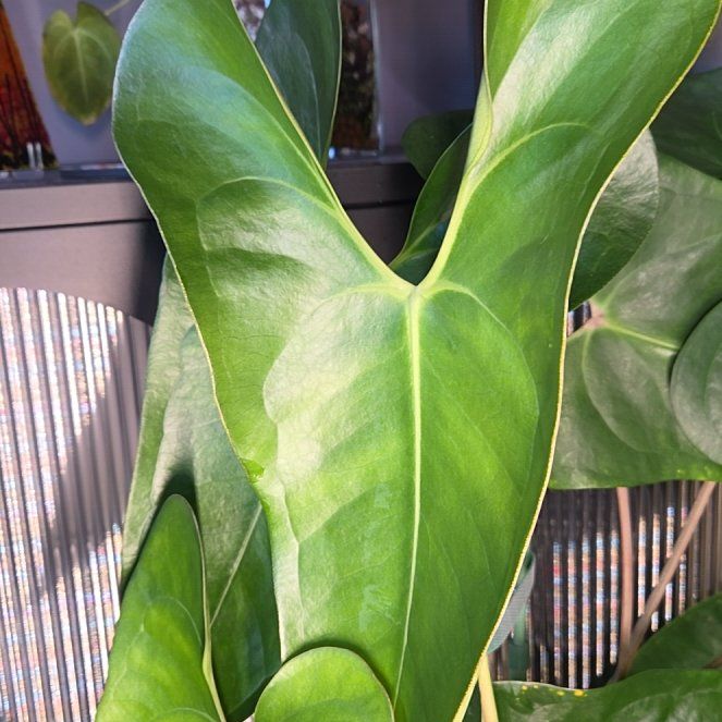 Photo of the plant species Fusto's Giant by @Paradox named Eralith - faustomirande x watermaliense on Greg, the plant care app