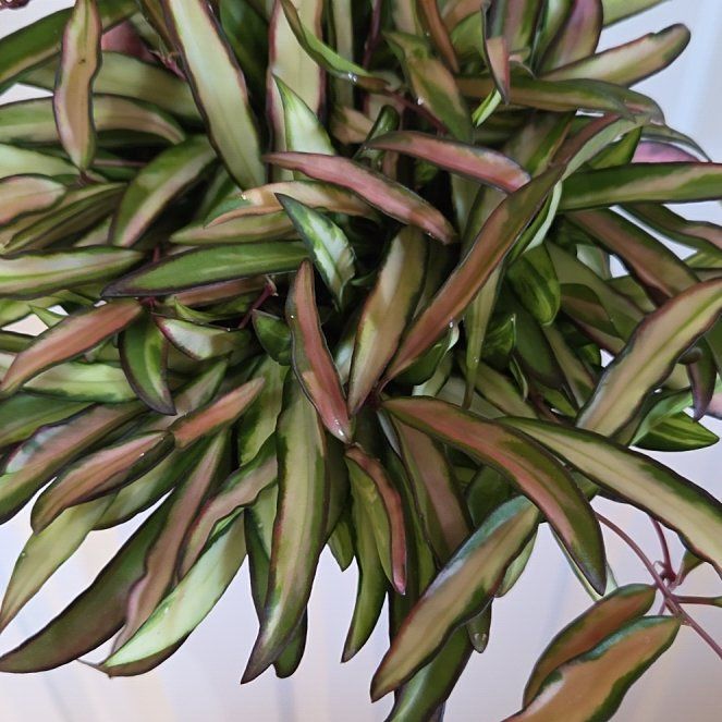 Photo of the plant species Variegated Hoya kentiana by @Paradox named Ama on Greg, the plant care app