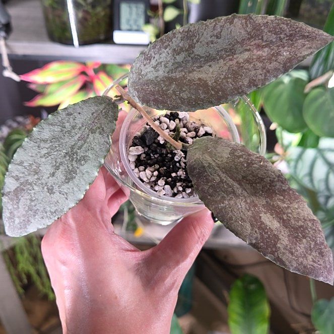 Photo of the plant species Hoya caudata 'Silver' by @Paradox named Sparkling Snow on Greg, the plant care app