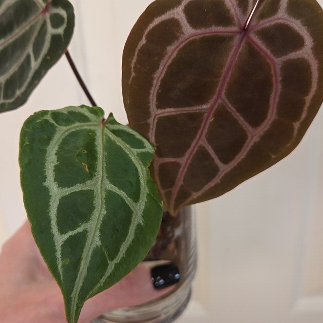 Photo of the plant species Anthurium Red Crystal by @Paradox named Jane on Greg, the plant care app