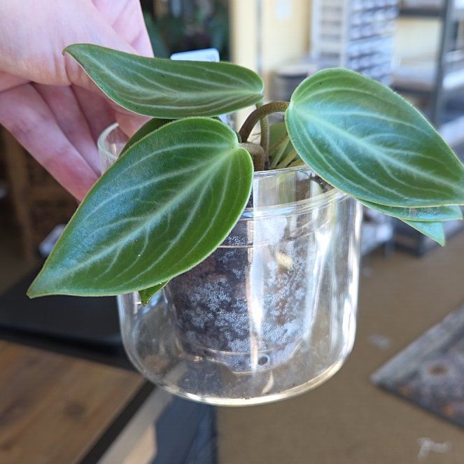 Photo of the plant species Peperomia macrandra by @Paradox named Malya maculosa on Greg, the plant care app