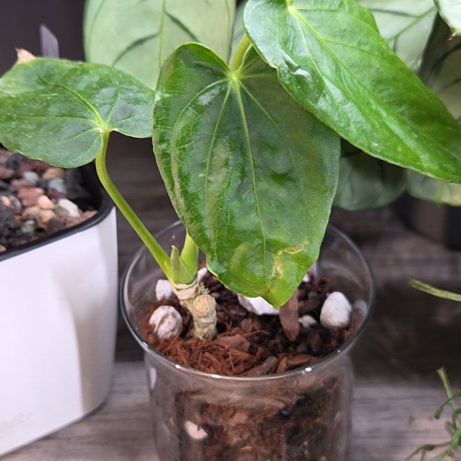 Photo of the plant species Anthurium by @Paradox named Altaverapazense on Greg, the plant care app