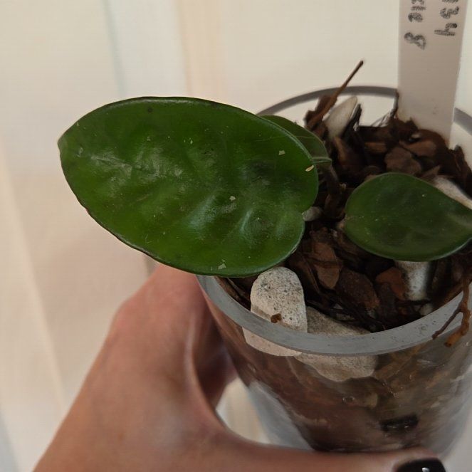 Photo of the plant species Hoya Carnosa Krinkle 8 by @Paradox named Puck on Greg, the plant care app