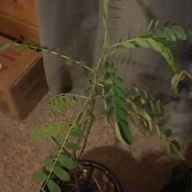 Photo of the plant species Chamber Bitter by @MasculinePecan named Kobe on Greg, the plant care app