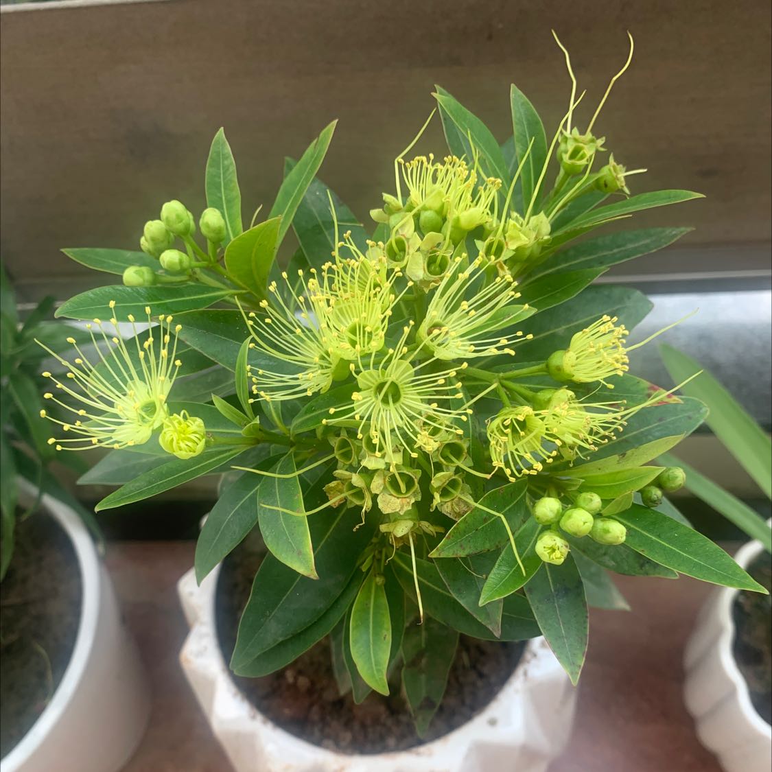 Photo of the plant species Golden penda by @ModestRaintree named Orlando Bloom on Greg, the plant care app