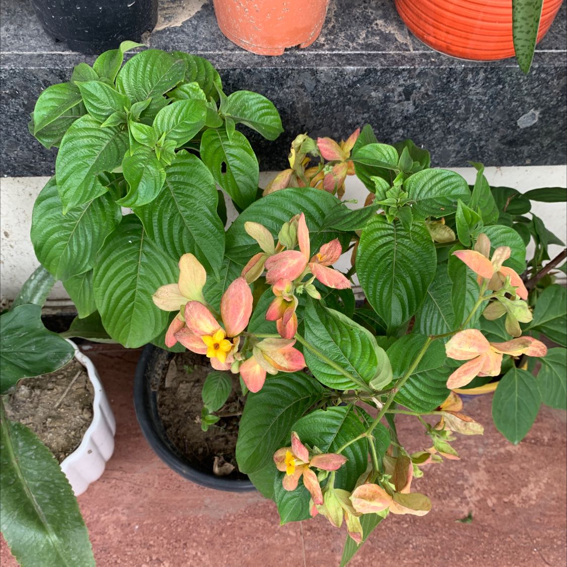 Photo of the plant species Mussaenda pubescens by @ModestRaintree named Austen on Greg, the plant care app
