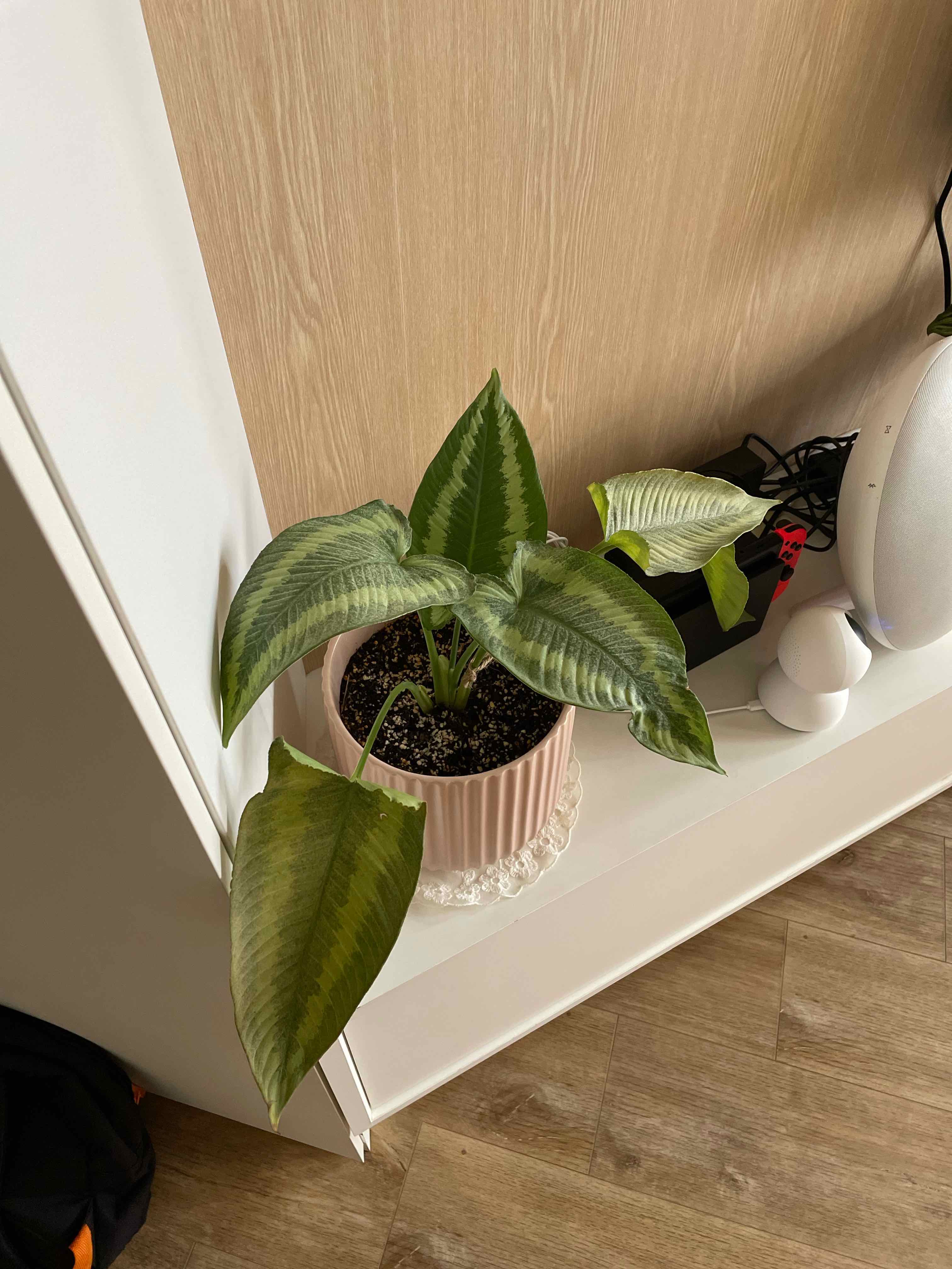 Potted Schismatoglottis wallichii plant with variegated leaves, some yellowing and browning.
