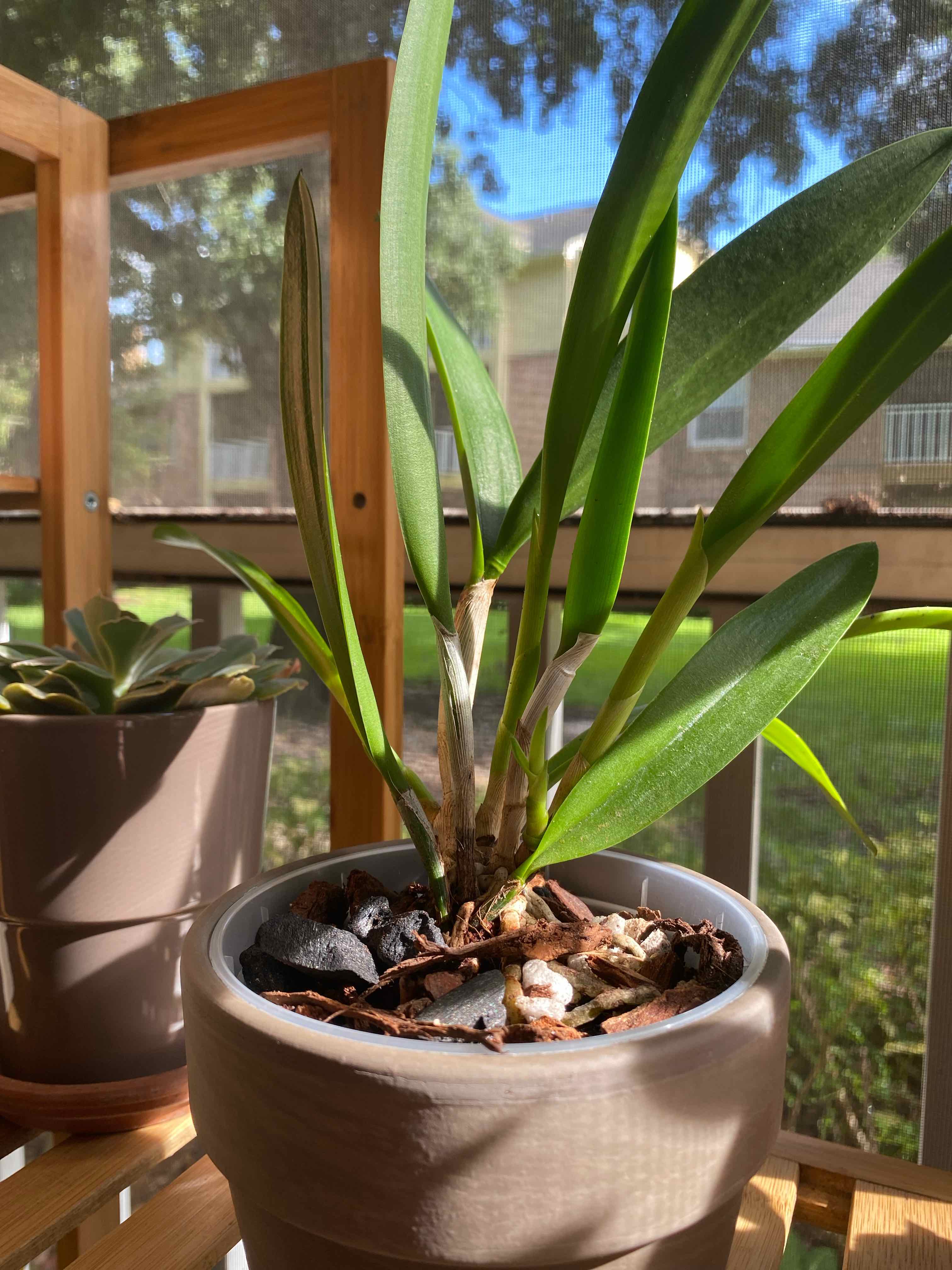 Plant care for Procatavola 'Golden Peacock' on Greg, the plant care app