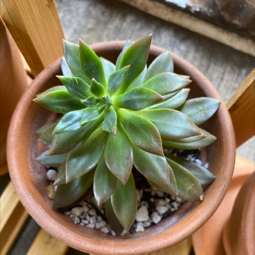Photo of the plant species Echeveria Solar Flare by @drakosmüm named Gokou on Greg, the plant care app