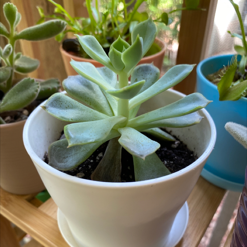 Echeveria 'Orion' succulent in a white pot, healthy with visible soil.