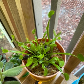 Venus Fly Trap plant in Casselberry, Florida