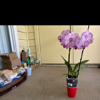 Phalaenopsis Orchid plant in Casselberry, Florida