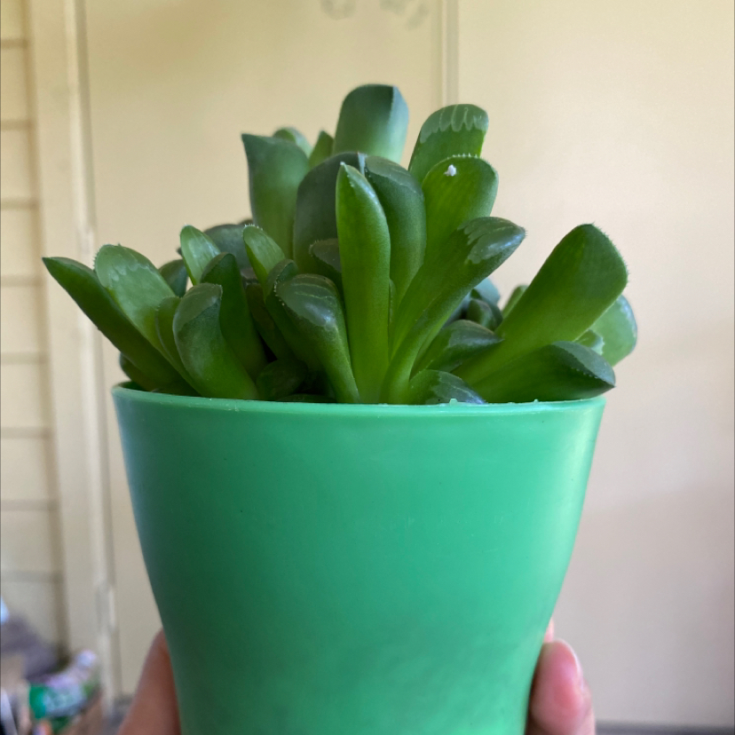 Photo of the plant species Haworthia magnifica var. splendens by @drakosmüm named Gorda on Greg, the plant care app