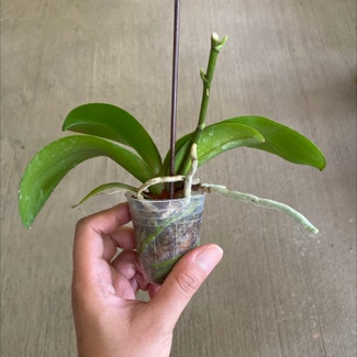Phalaenopsis Orchid plant in Casselberry, Florida