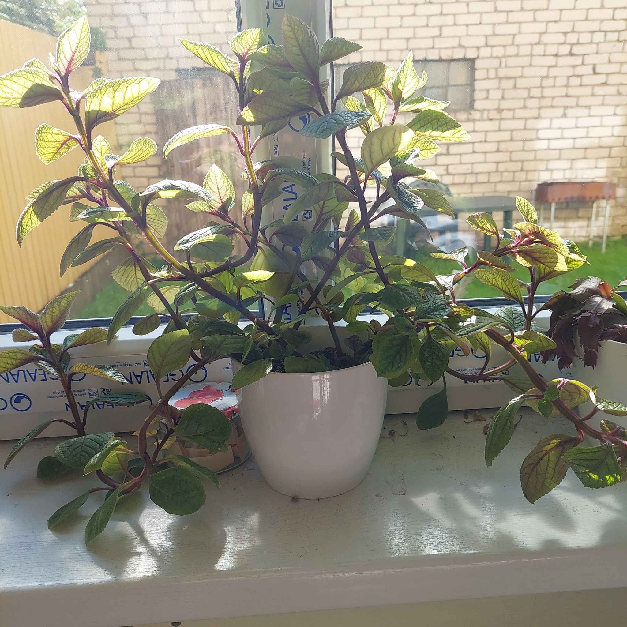 Plant care for Aromagica Purple Heliotropium on Greg, the plant care app
