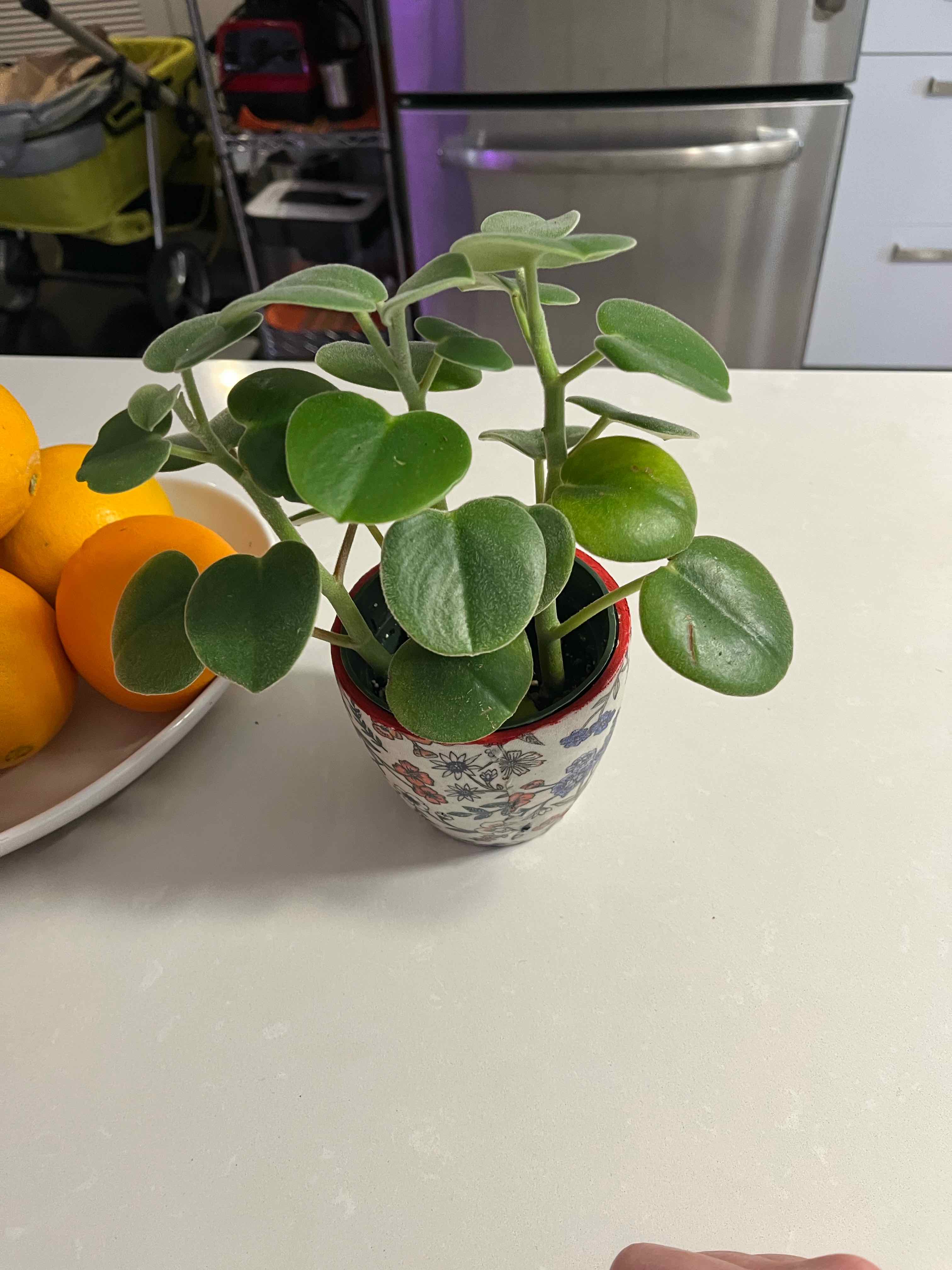 Felted Peperomia plant in a decorative pot on a countertop, surrounded by healthy green leaves.