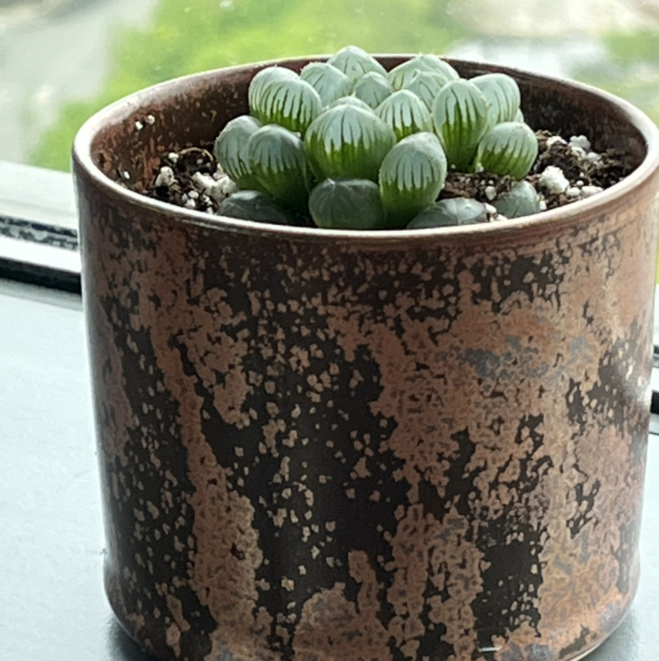 Photo of the plant species Haworthia cooperi by @Lila61 named Bobby on Greg, the plant care app