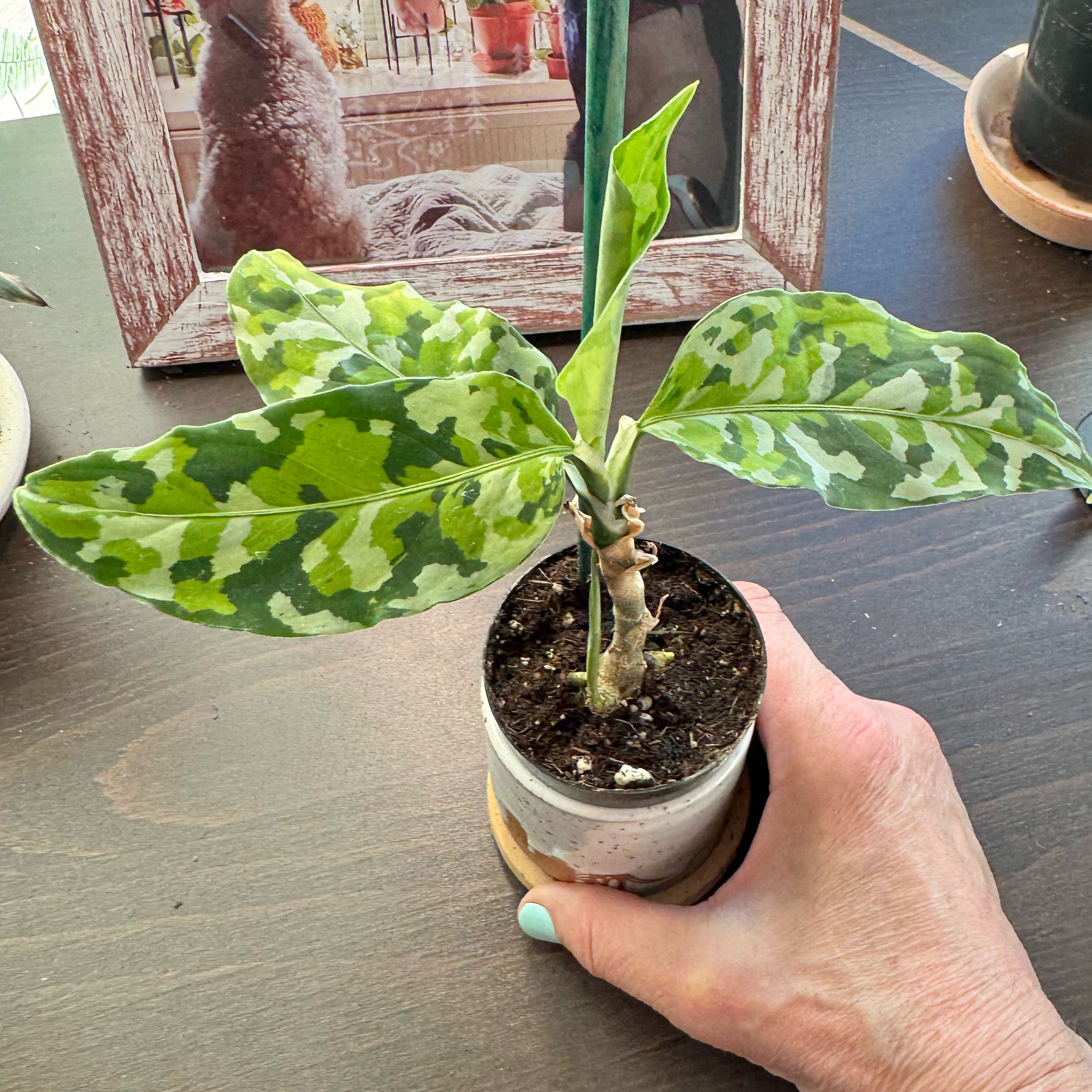 Photo of the plant species Aglaonema 'Tricolor' by @Lila61 named Aglaonema camo on Greg, the plant care app