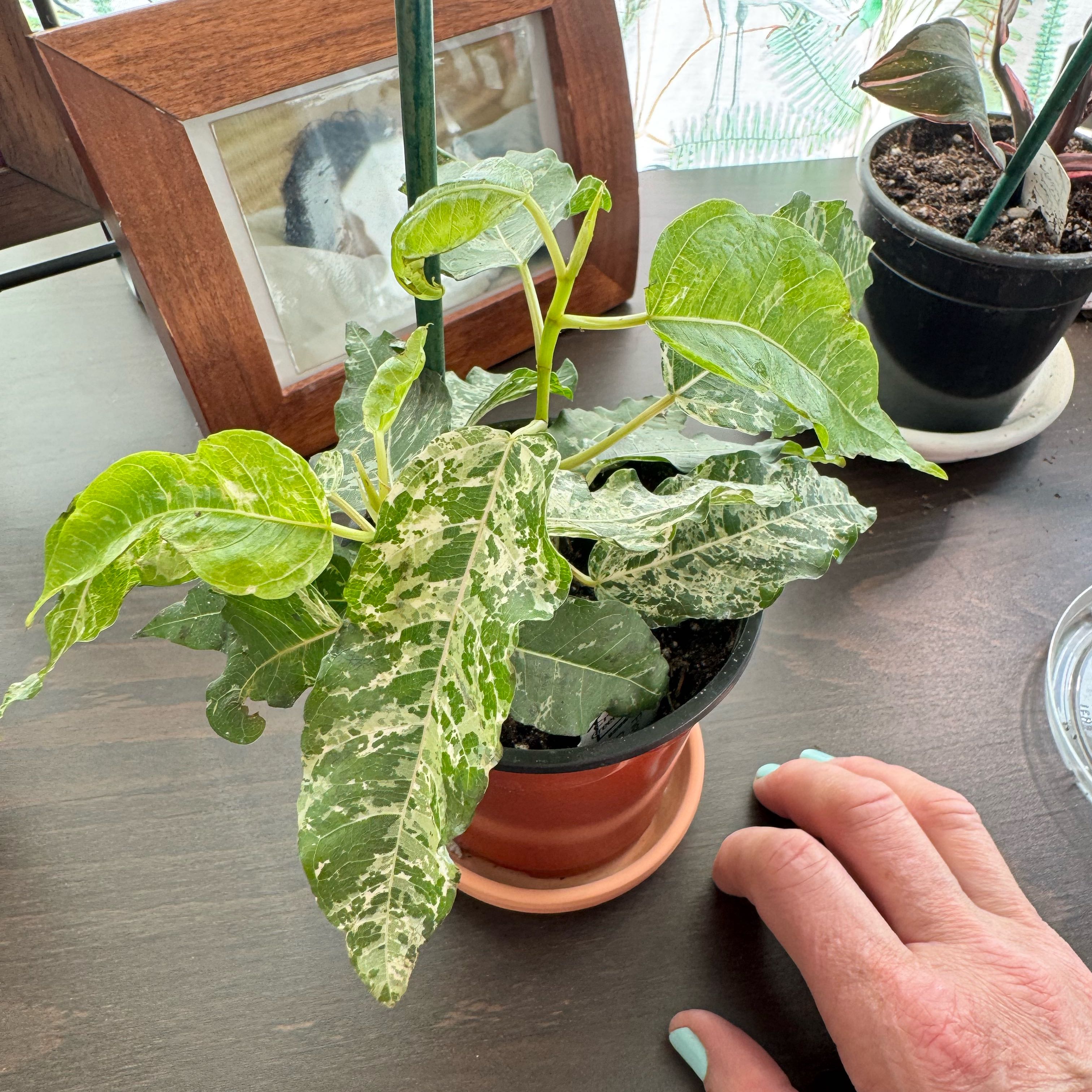 Photo of the plant species Ficus Shivereana by @Lila61 named Cotton Color on Greg, the plant care app
