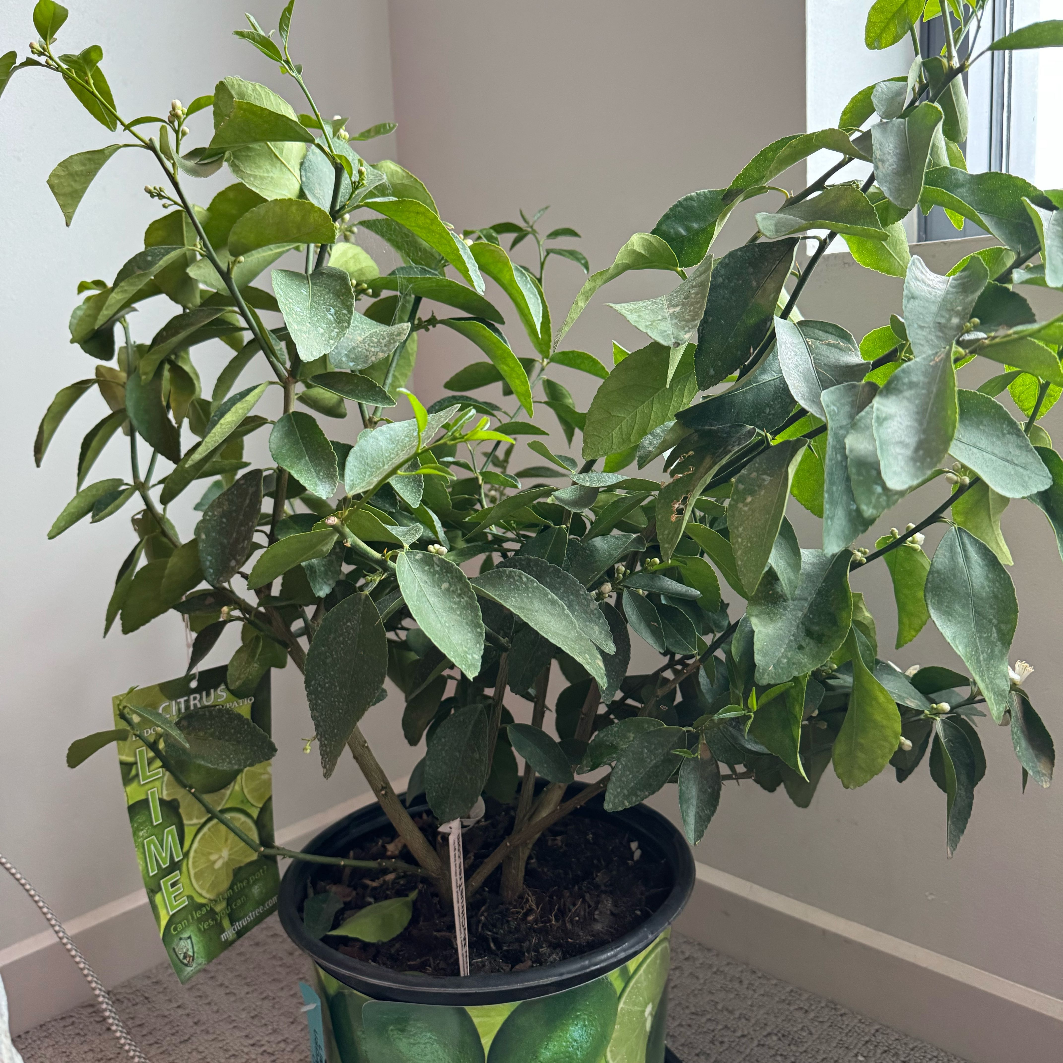 Photo of the plant species Bearss Lime by @Lila61 named Mahoneys lime on Greg, the plant care app