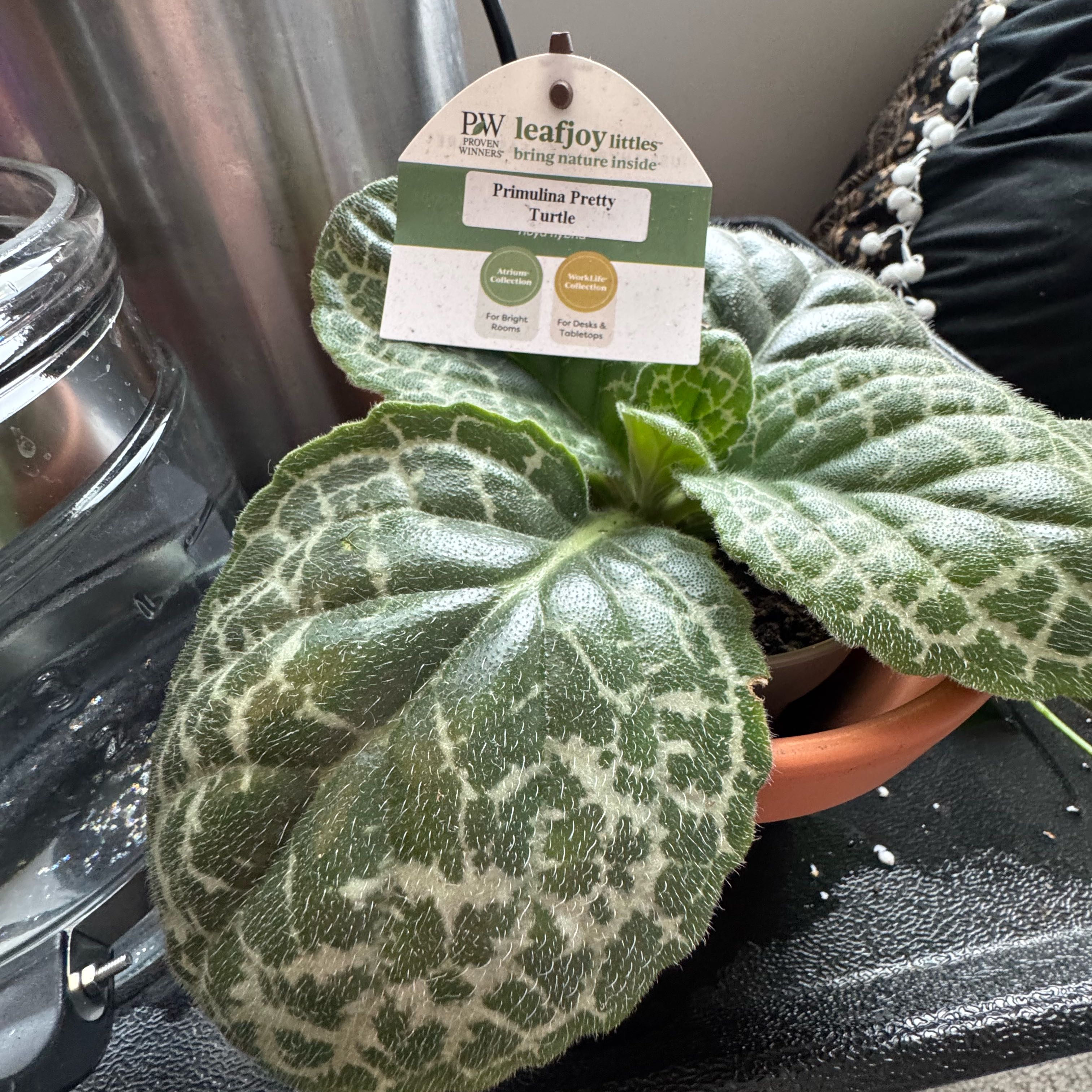 Photo of the plant species Streptocarpus 'Pretty Turtle' by @Lila61 named Primulina on Greg, the plant care app