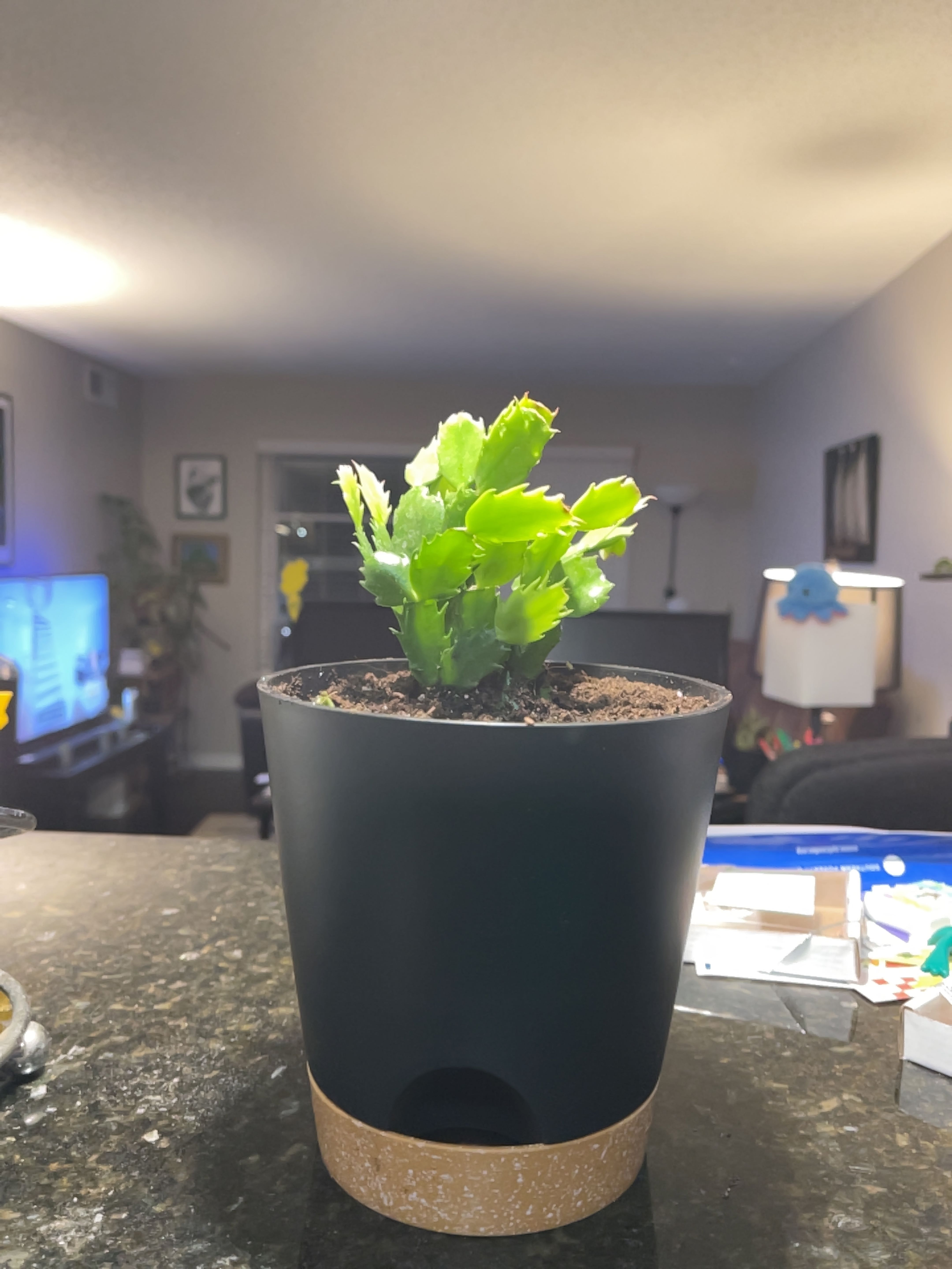 Potted false Christmas Cactus with vibrant green leaves in a well-lit room.