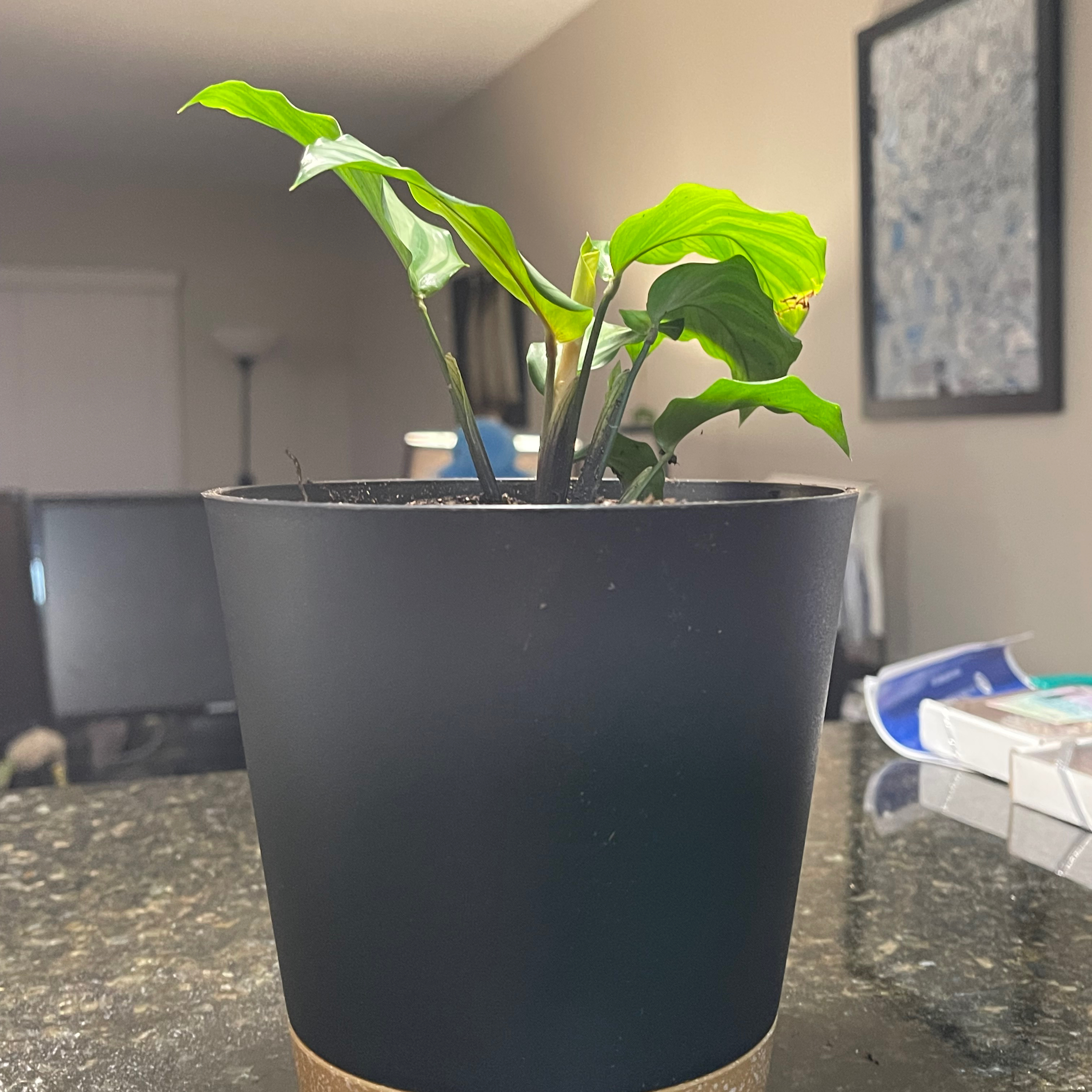 Potted Furry Feather Calathea plant with green leaves on a countertop.