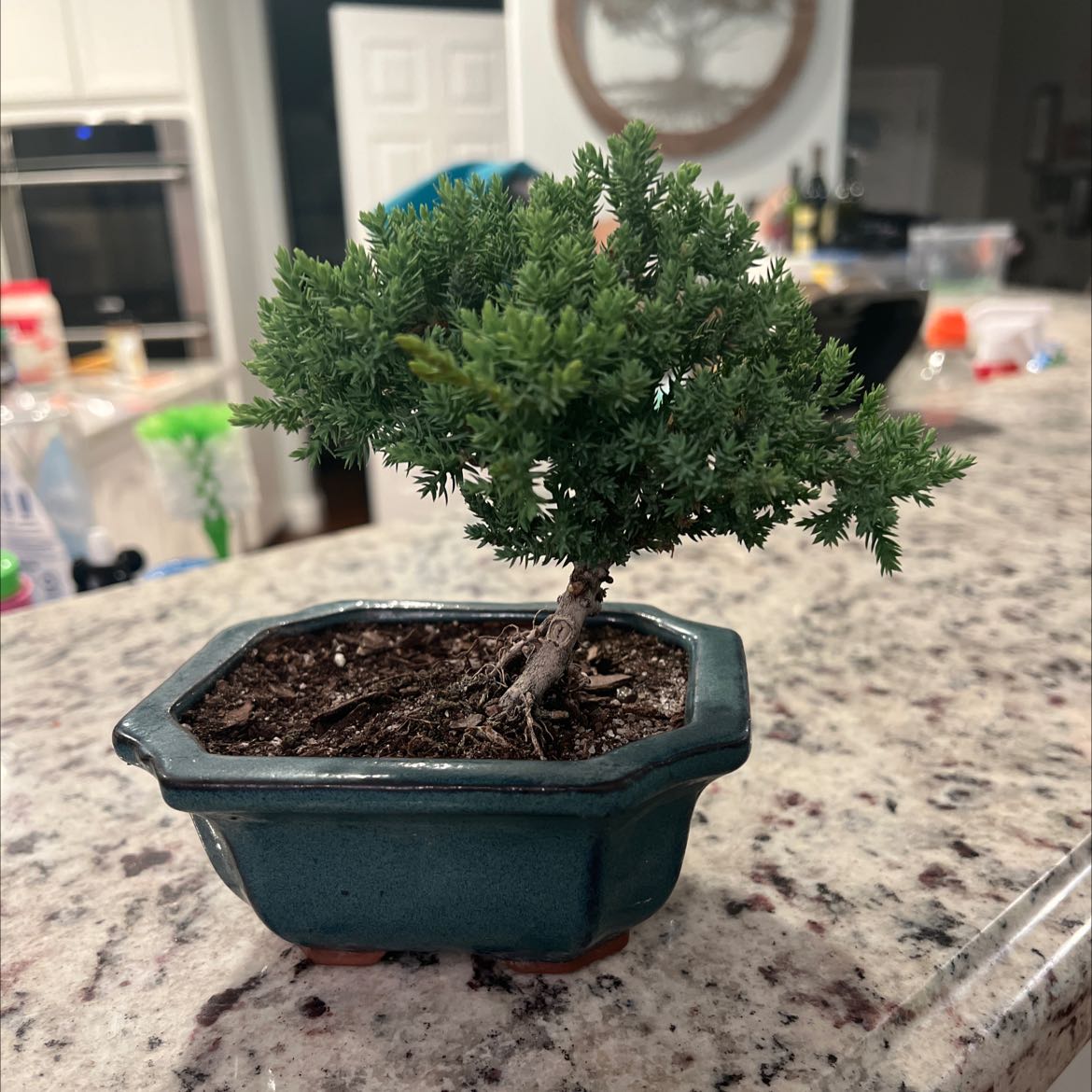 A healthy bonsai American Common Juniper in a small pot on a countertop.