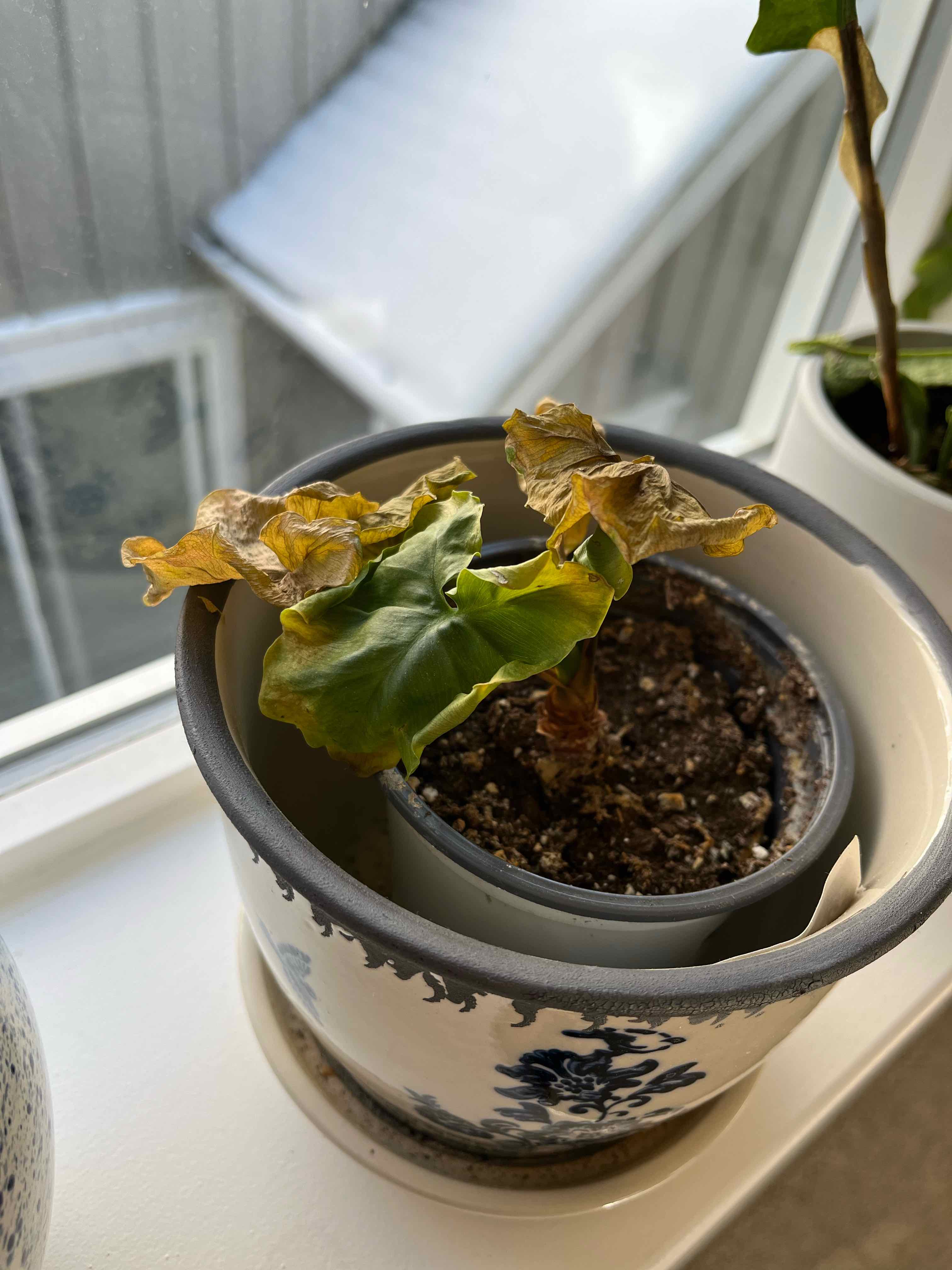 Horsehead Philodendron plant with yellowing and browning leaves in a pot on a windowsill.