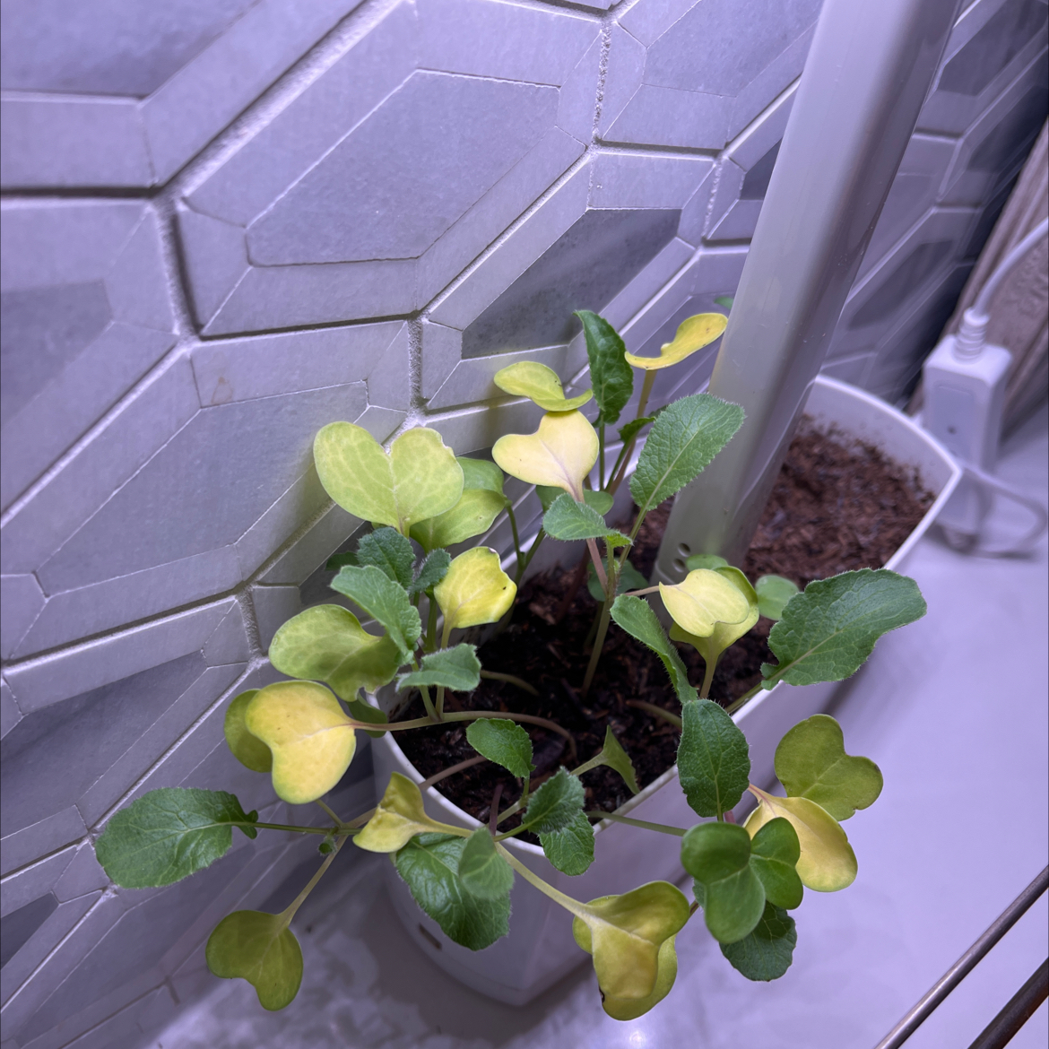 Soil Recommendations for Radish