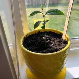 Meyer Lemon Tree plant in Somewhere on Earth