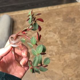 Photo of the plant species Peperomia verticillata 'Red Twist' by @Morrigani named Nemo on Greg, the plant care app