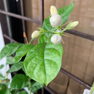 Arabian Jasmine plant in Somewhere on Earth