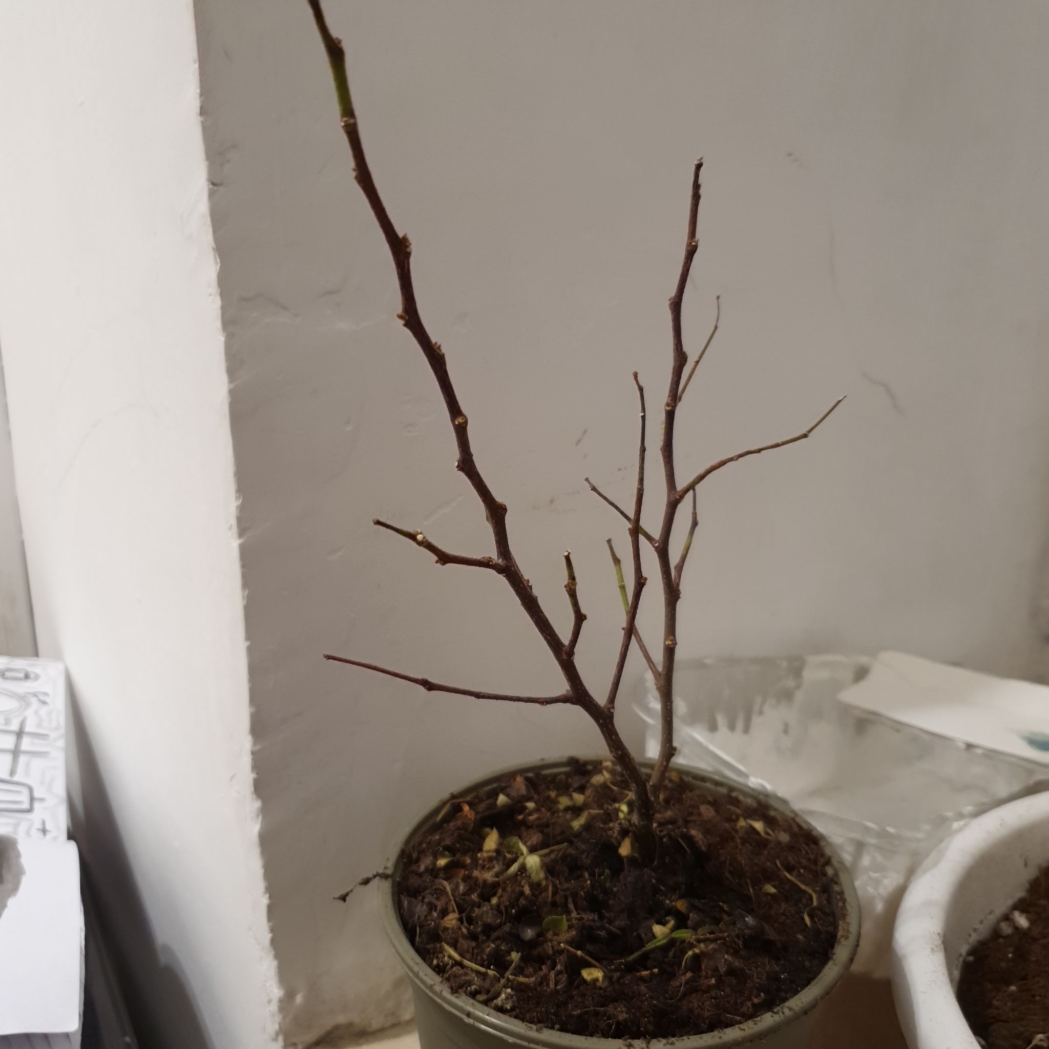 Potted Wild Lime plant with bare branches and no leaves, indoors against a white wall.