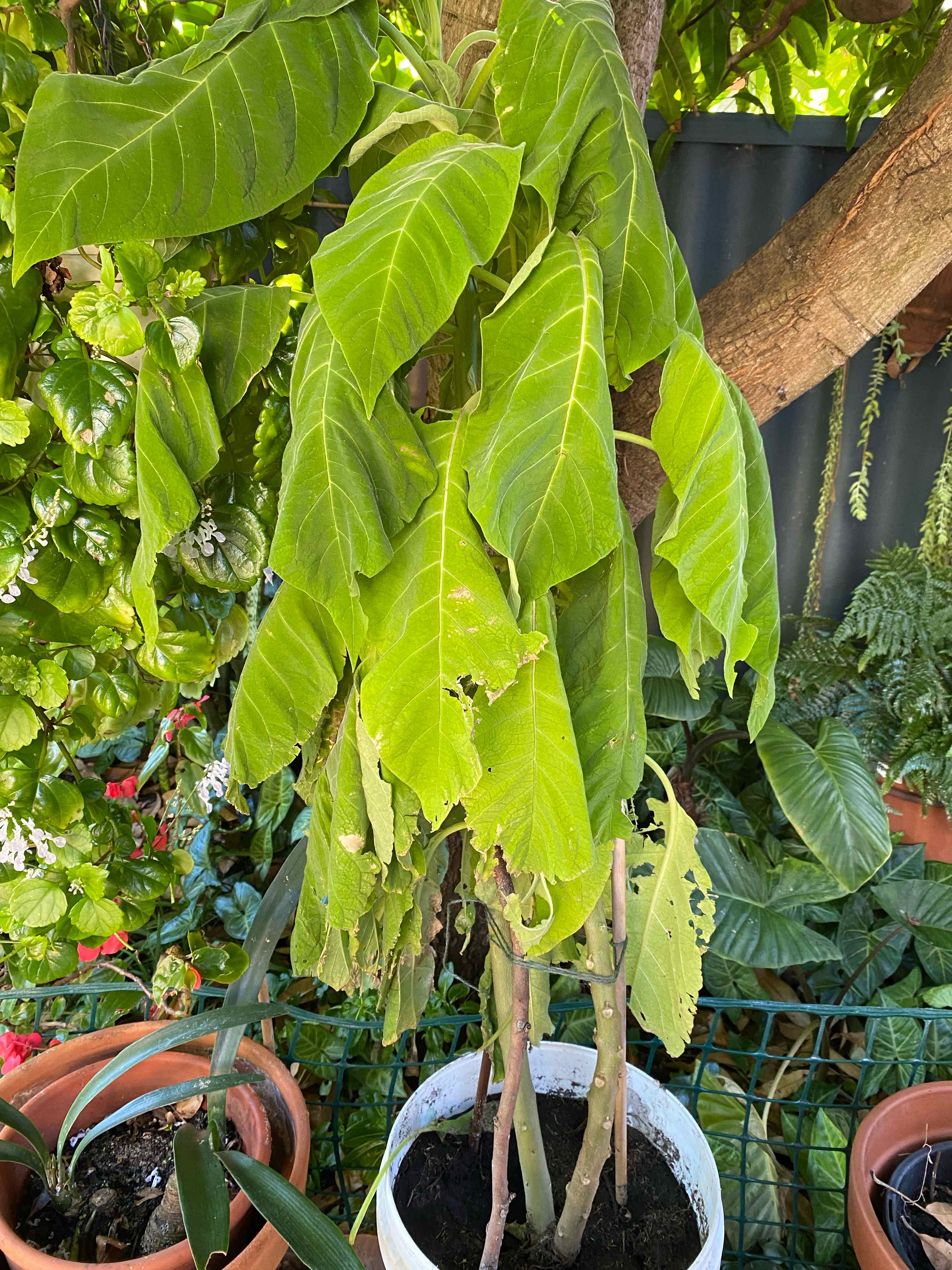 Plant care for Tree of Heaven on Greg, the plant care app