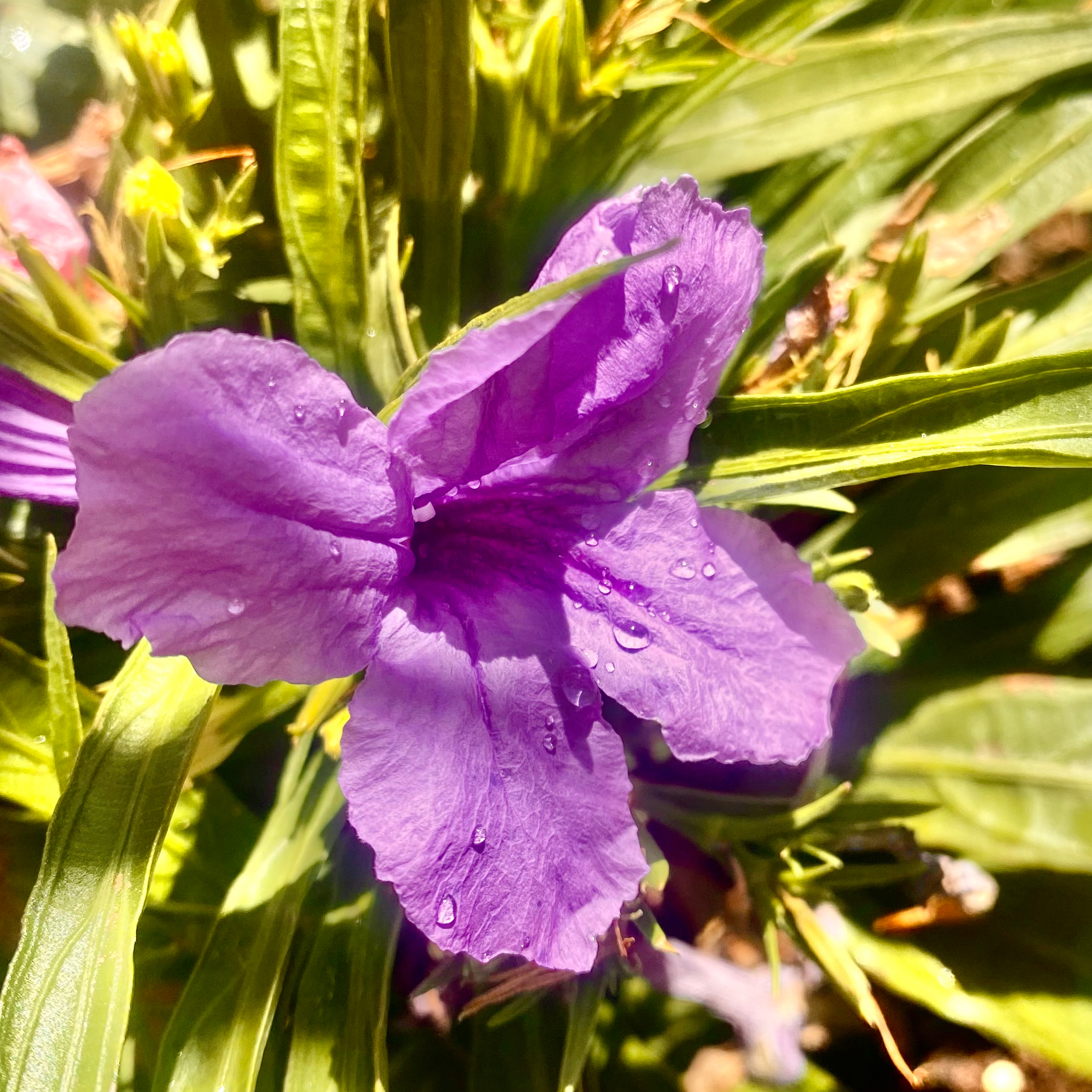 Close-up of a healthy Mexican Bluebell with vibrant purple flowers.