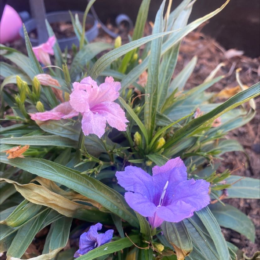 Mexican Bluebell plant with purple flowers and some yellowing and browning leaves.