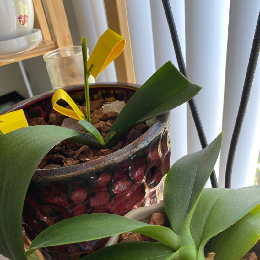 Phalaenopsis Orchid plant photo by @phanie named Illiya & Sana on Greg, the plant care app.