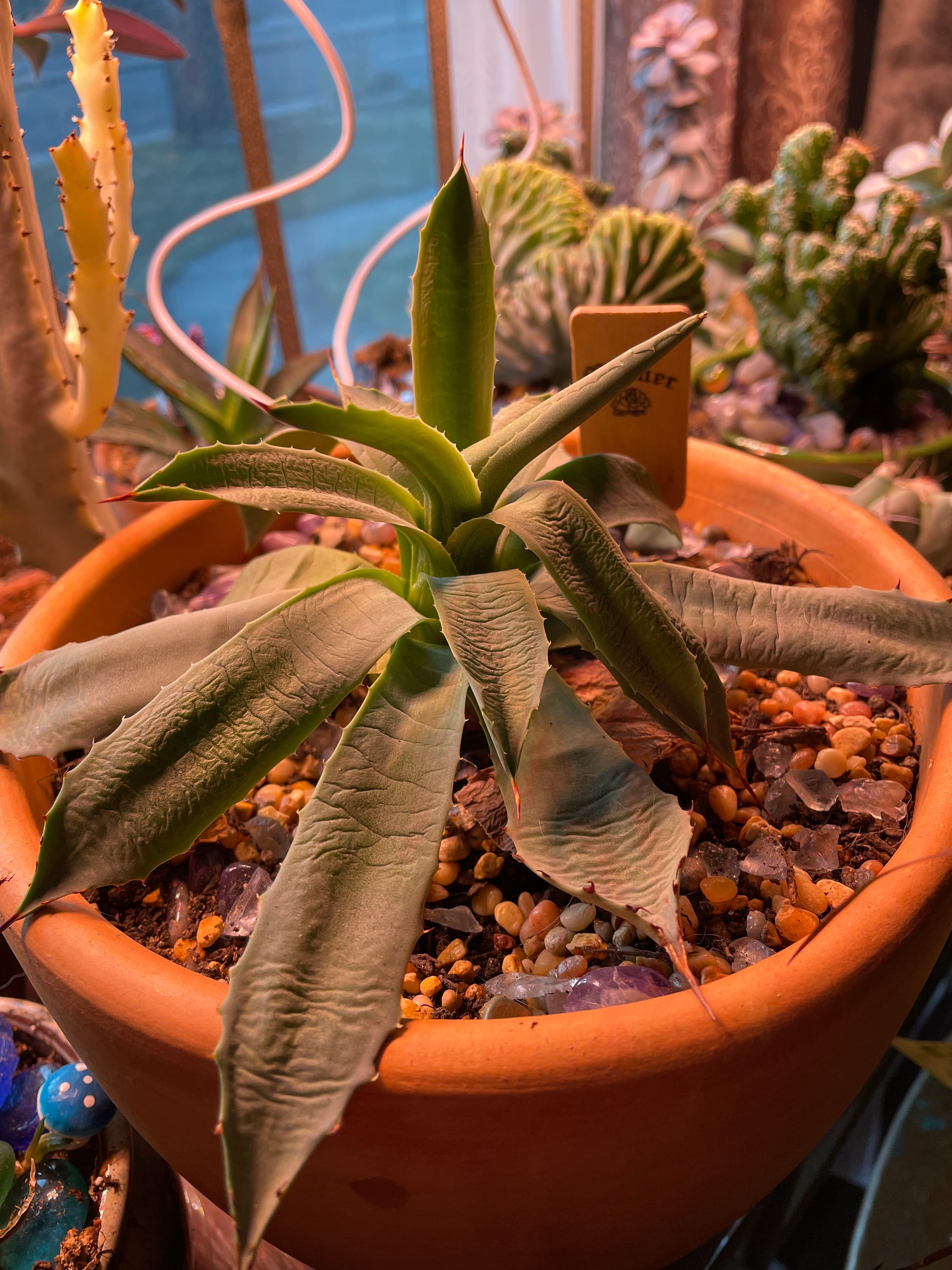 Sad and floppy agave