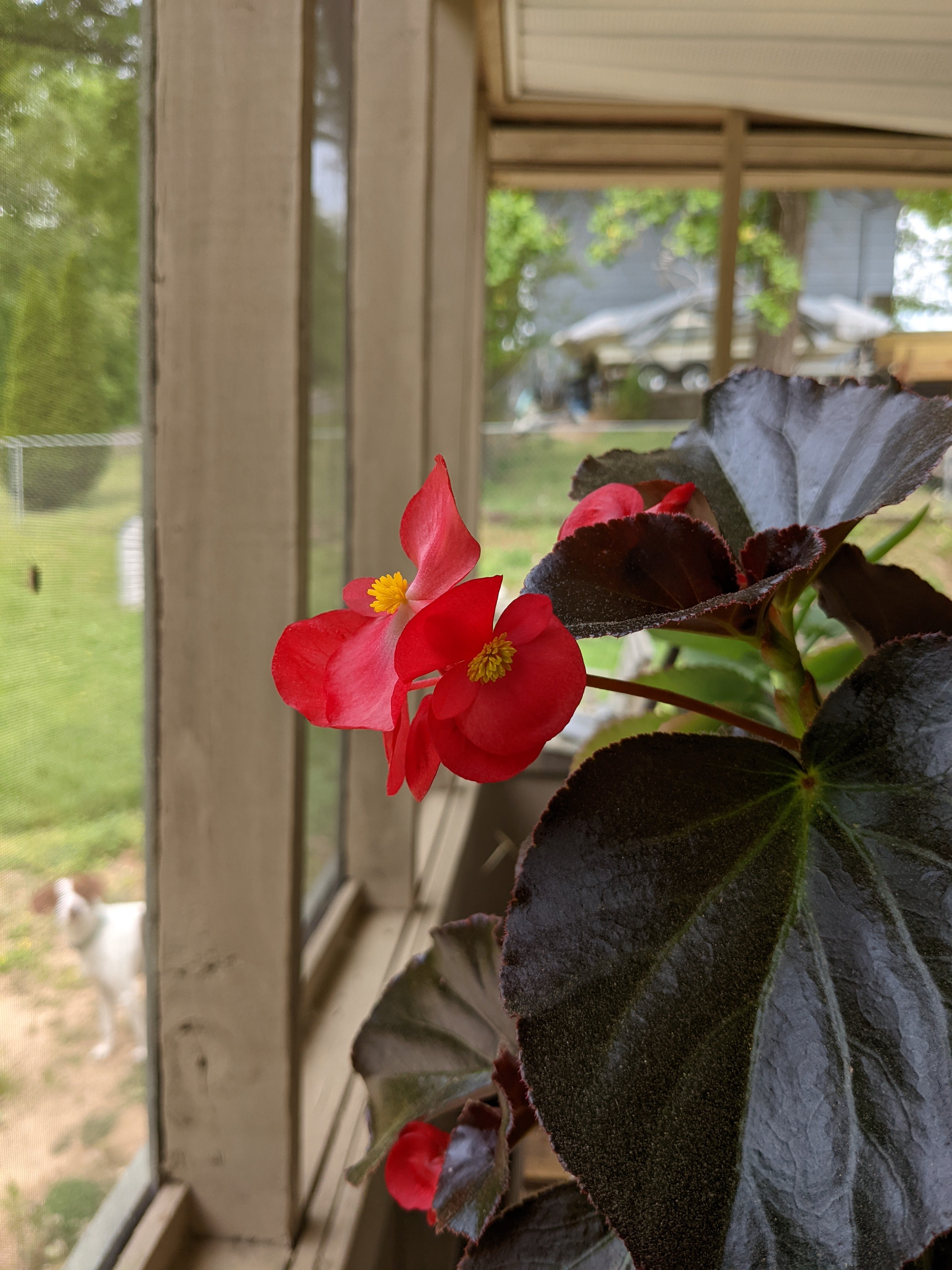 Begonia cucullata Plant Care Water, Light, Nutrients Greg App 🌱