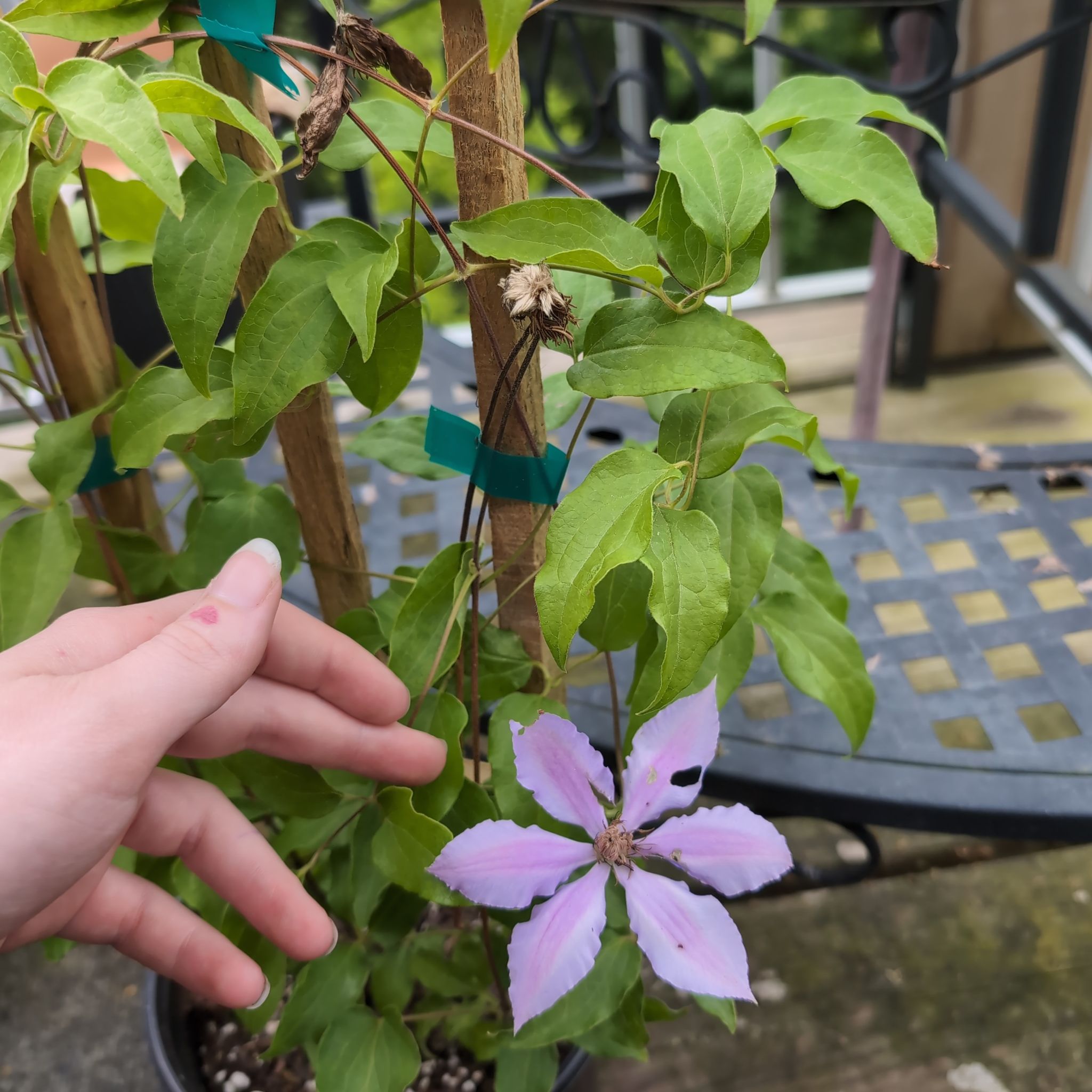 Italian Leather Flower plant with green leaves and a single purple flower, supported by a wooden trellis. A hand is pointing towards the flower.