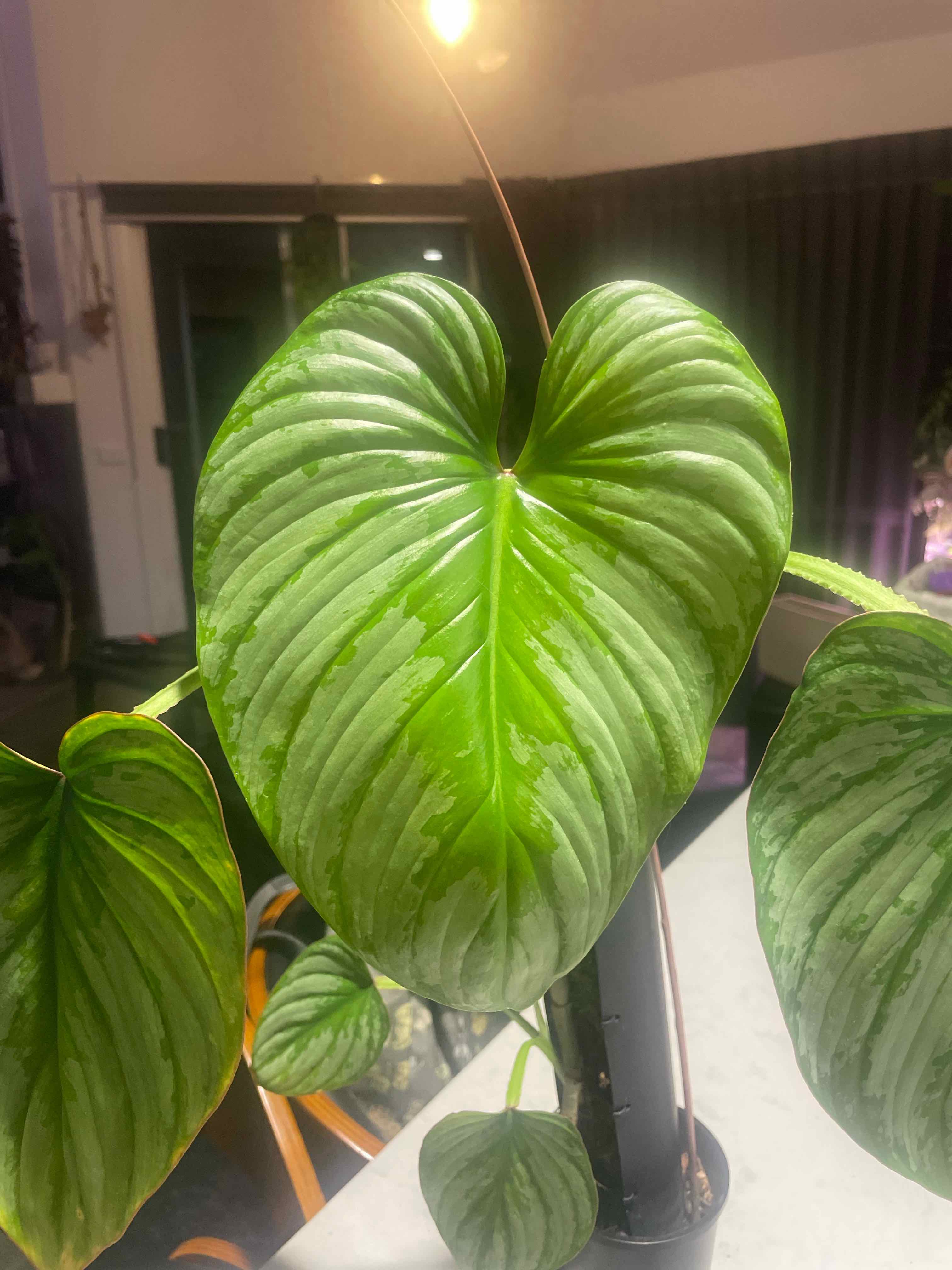 Philodendron 'Silver Cloud' with large, healthy green leaves.