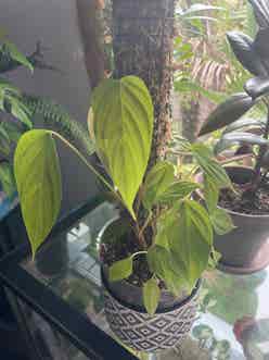 Ecuador Philodendron plant