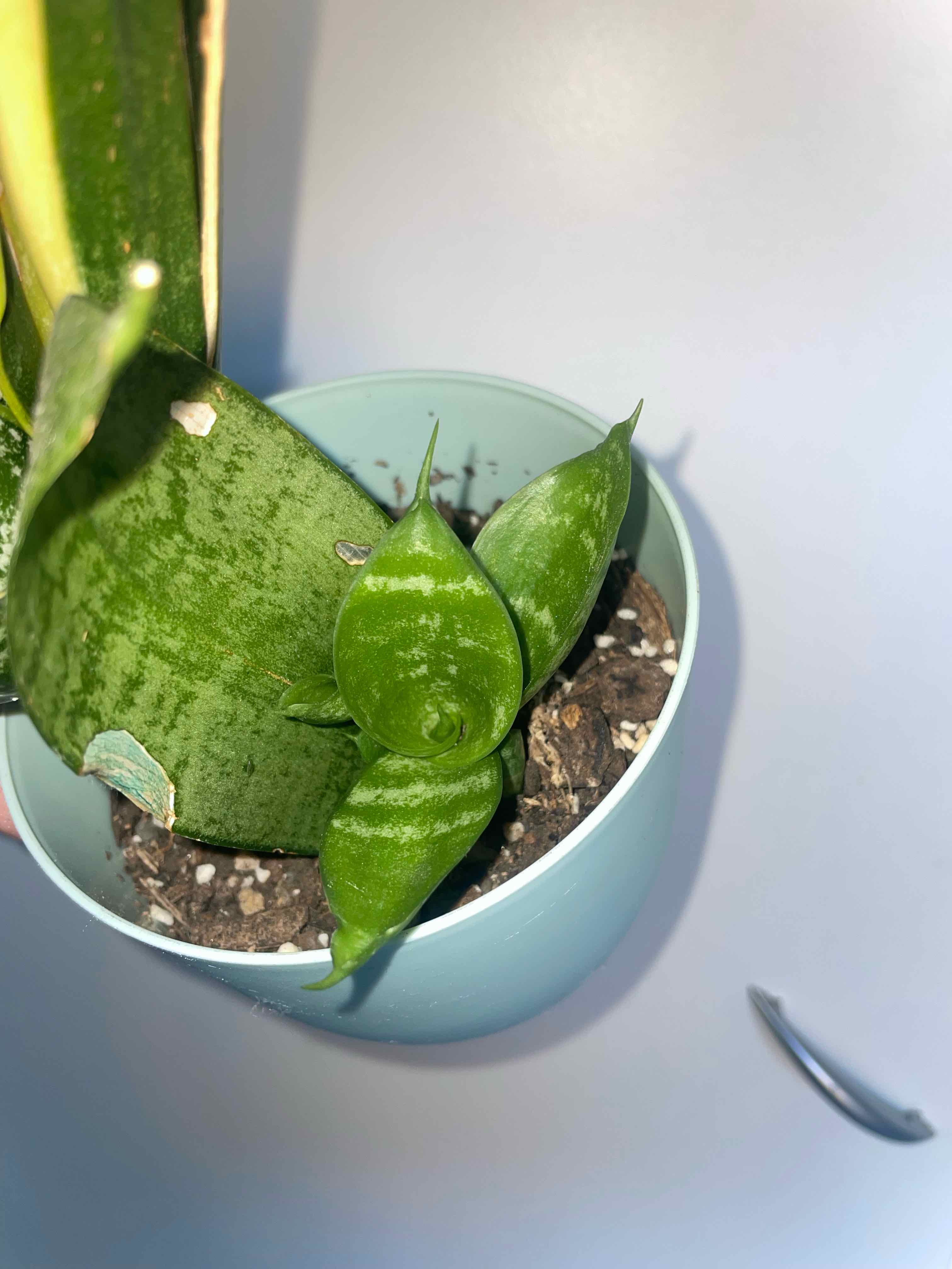 Zeylanica Snake Plant in a small pot with visible soil and healthy green leaves.