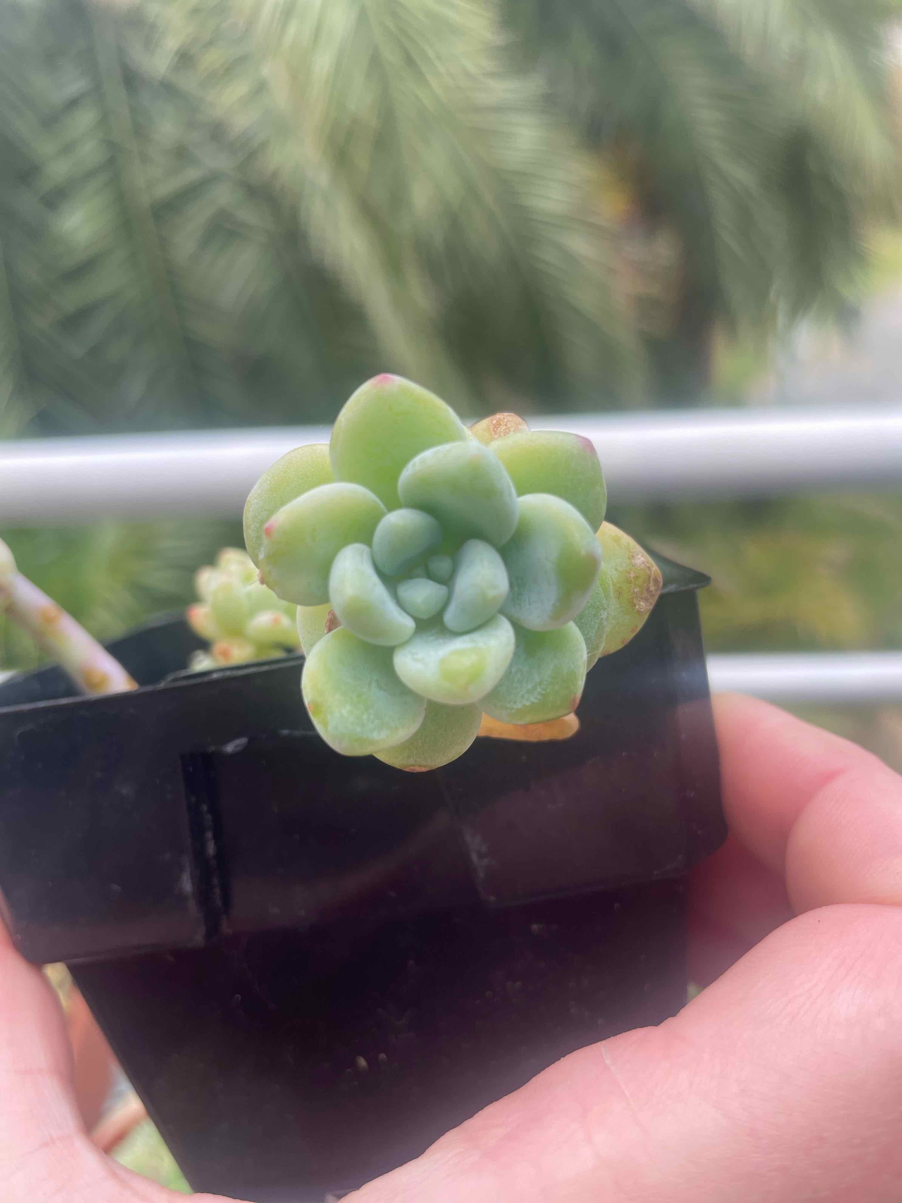Close-up of a healthy Sedum clavatum succulent in a black pot, held by hands.