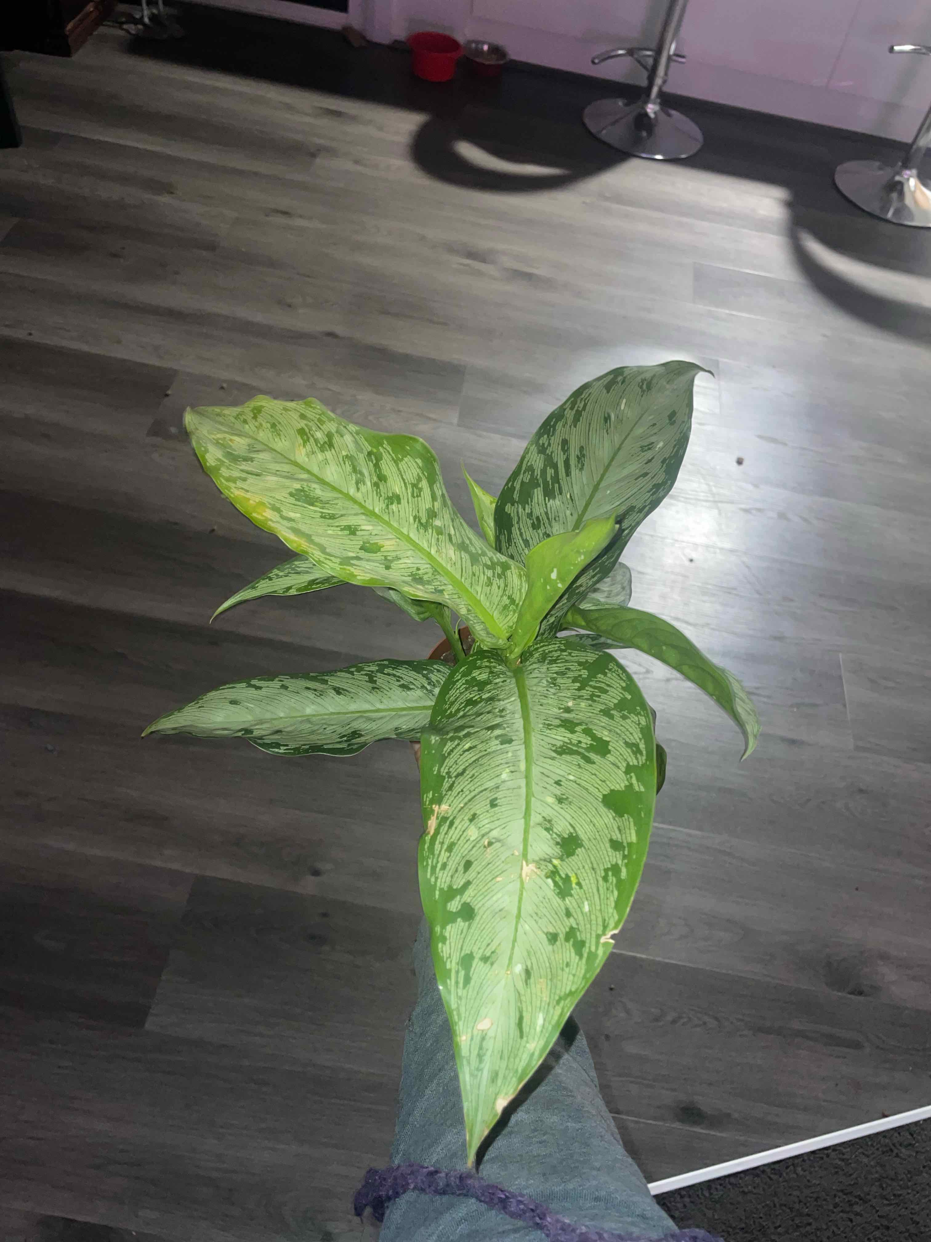 Dieffenbachia 'Memoria Corsii' plant with yellowing and browning leaves, held by a person.